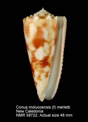 Conus moluccensis (f) merletti.jpg - Conus moluccensis (f) merletti Mayissian,1974